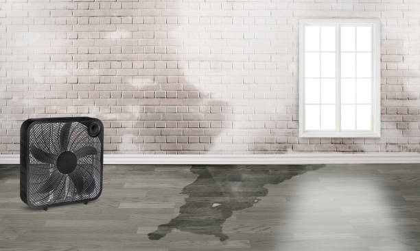 Water damage restoration mold remediation in Morgantown, KY